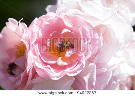 Peasant rose with bee