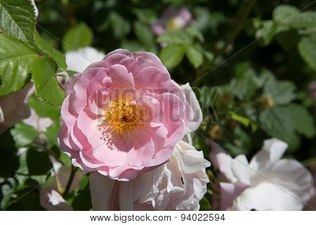 Yellow white rose