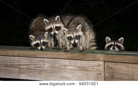 Four Cute Baby Raccoons On A Deck Railing