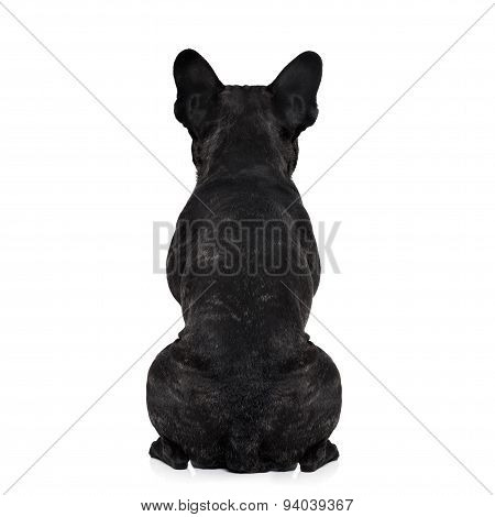 Dog Back Torso