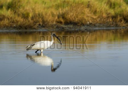 Black-headed Ibis Immature In Pottuvil, Sri Lanka