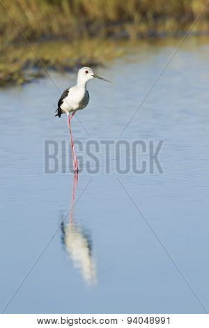 Black-winged Stilt Bird In Pottuvil, Sri Lanka