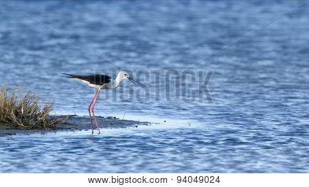 Black-winged Stilt Bird In Pottuvil, Sri Lanka