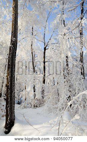 Hard rime forest