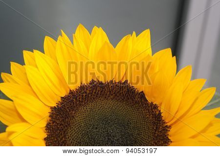 beautiful yellow sunflower