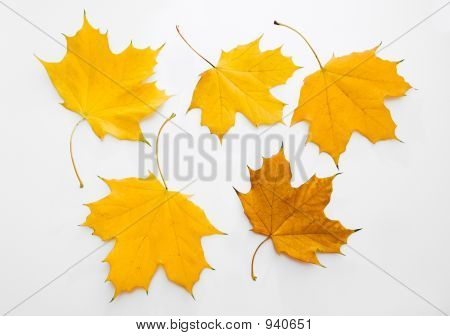 가의 단풍