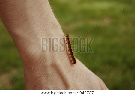 Caterpillar