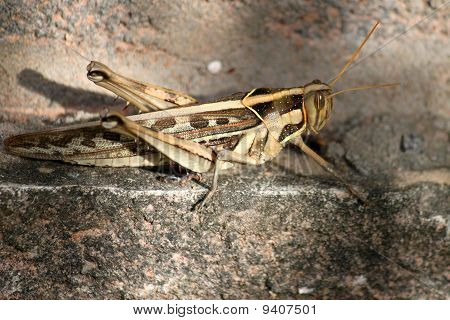 Patanga Succincta (linnaeus)