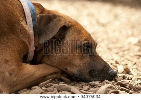 Rhodesian Ridgeback Dog Is Tired And Lay Down To Rest