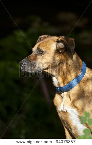 Sitting Dog in Forest