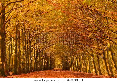 Autumn Lane in a forest