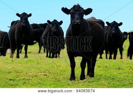 Black steers bulls on a field of a beef farm in New Zealand.