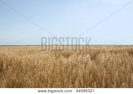 Golden Wheat Field in summer with blue sky