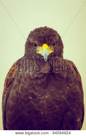 Golden Eagle ( Filtered image processed vintage effect. )