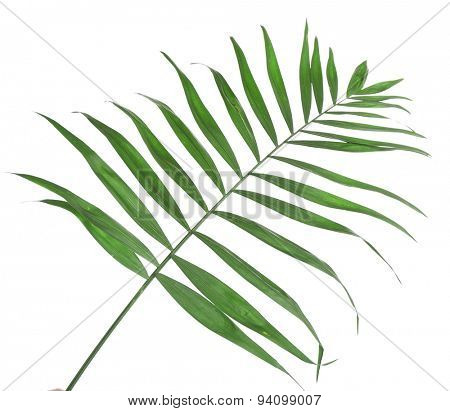 Beautiful palm leaf isolated on white