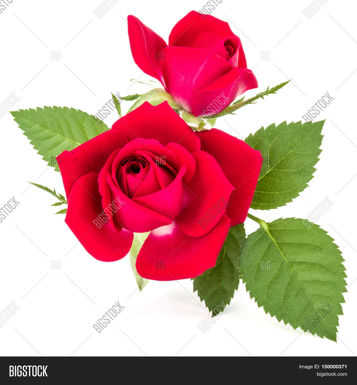 Red Rose Flower Image & Photo (Free Trial) | Bigstock
