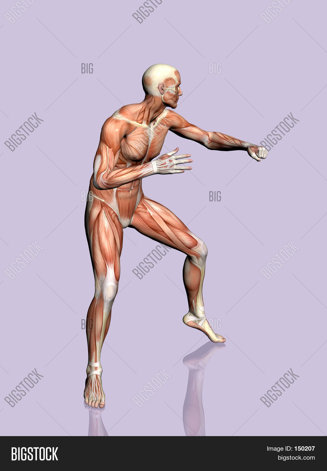 Anatomy Man Image & Photo (Free Trial) | Bigstock