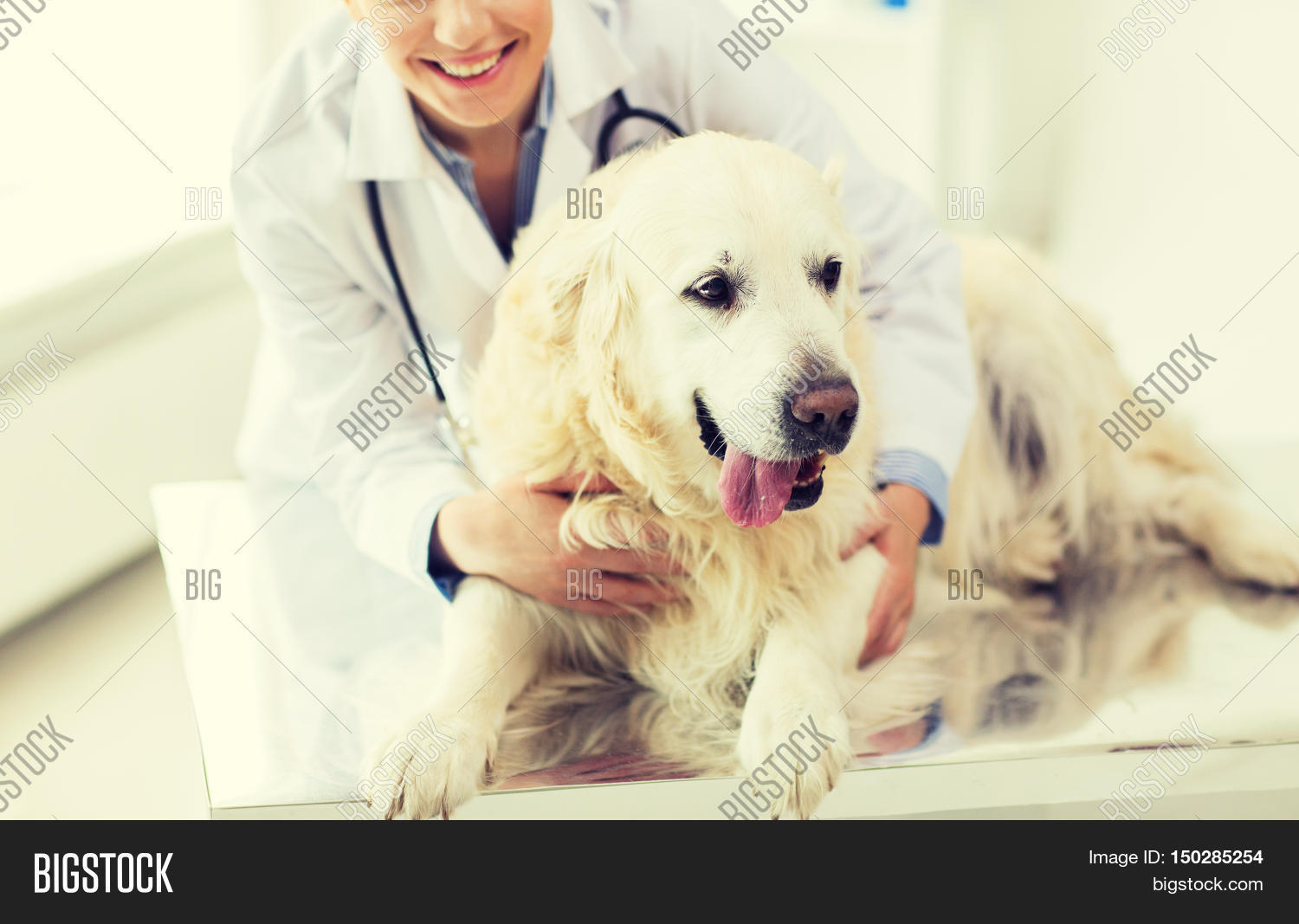 Medicine, Pet, Animals Image & Photo (Free Trial) Bigstock