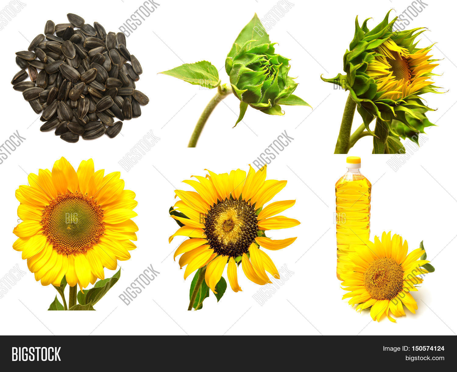 Collection of sunflower isolated on white background. Stages of growth of sunflower. Seeds sunflower