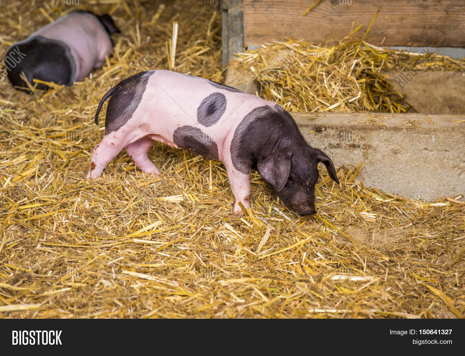 German Breed Piglet Image & Photo (Free Trial) Bigstock