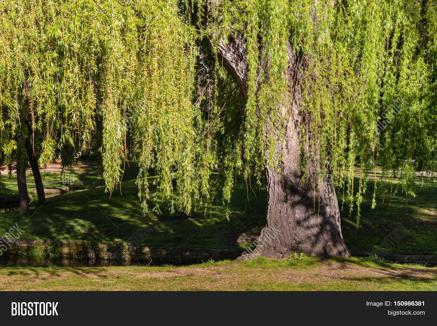 Close Weeping Willow Image & Photo (Free Trial) Bigstock