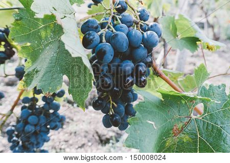 Vine Plantation. Wine Grapes On The Vine Under The Sun