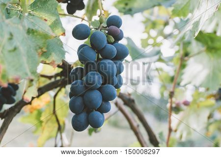 Vine Plantation. Wine Grapes On The Vine Under The Sun