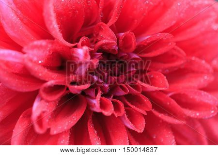 Macro of a red dahlia - cultivar Hapet First David