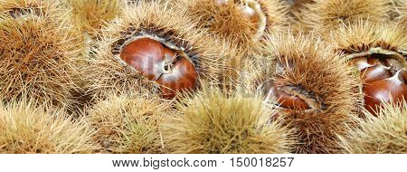 Chestnut Curly And Brown Chestnut In The Basket