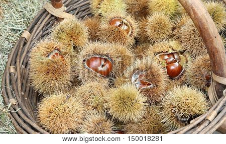 Chestnut Curly And Brown Chestnut In The Basket In Autumn
