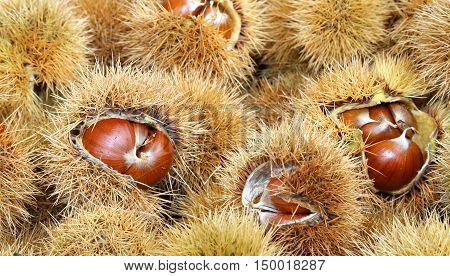 Background Of Chestnut Curly
