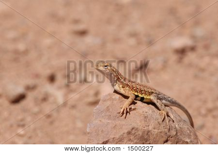 Earless gyík