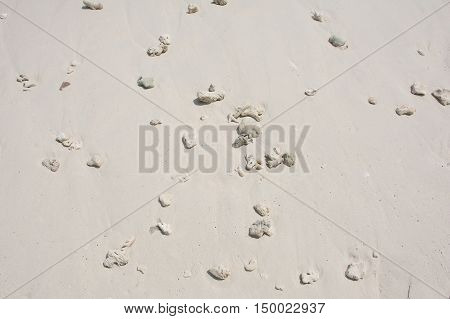 Reef rocks with dead coral on the beach