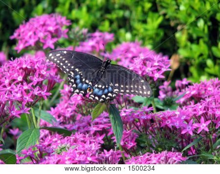 Black Swallowtail Butterfly On Purple