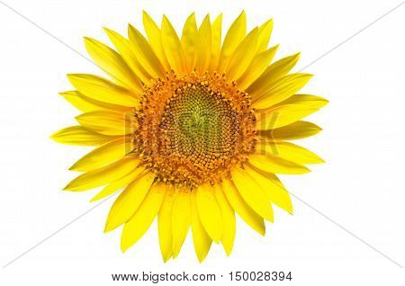 Sunflower isolated on a white background .