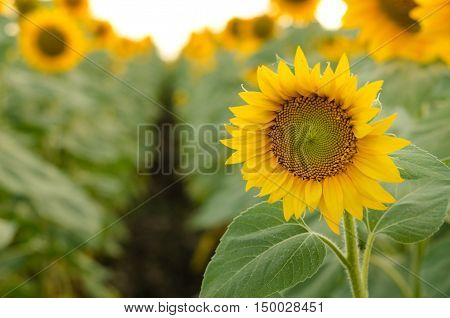 Beautiful Sunflowers In The Field