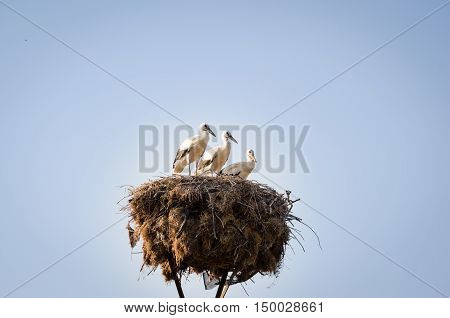 Three Little Storks In A Nest