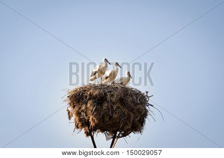 Three Little Storks In A Nest