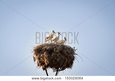 Three Little Storks In A Nest