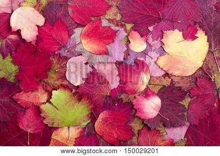 Natural background from autumn beautiful and colourful leaves