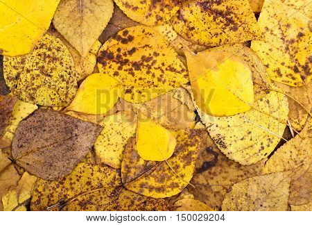 Natural background from autumn colourful aspen leaves