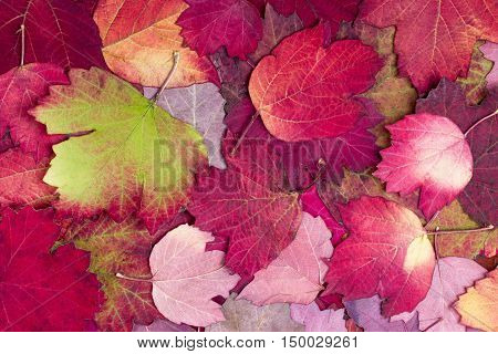 Natural background from autumn beautiful and colourful leaves