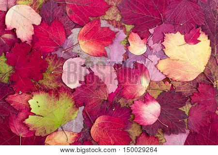Natural background from autumn beautiful and colourful leaves