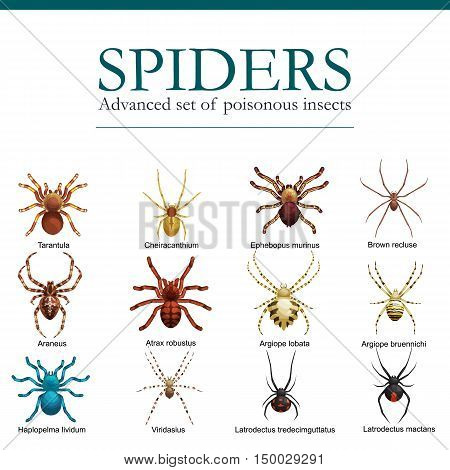 Flat spiders cartoon scary symbols and spiders insect flat design. Set of flat spiders cartoon colored icons vector illustration isolated on white background. Spider vector. Spider icons isolated
