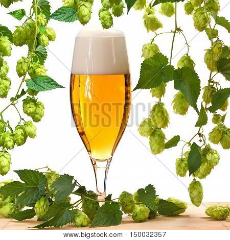 glass of beer with hops on the white background