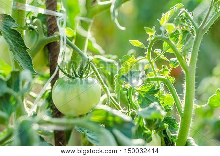 green tomatoes growing on the branches а
