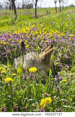 Dog plays on a a beautiful spring meadow full of colorful flowers