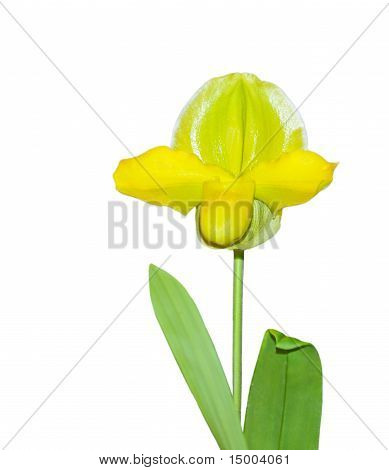 Pinnacle orchidée de Paphiopedilum Greensleeves Acker
