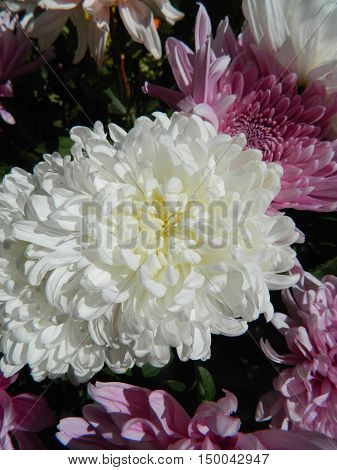 Large white chrysanthemum among white and purple chrysanthemums. Big beautiful petals. Flowers gentle fall.