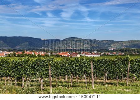 landscape near Gottweig Abbey with vineyard Austria